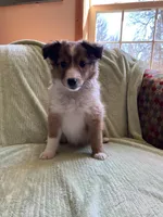 Finley AKC, a male Shetland Sheepdog for sale in Elkland, MO – Photo 5 of 10