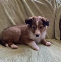 Finley AKC, a male Shetland Sheepdog for sale in Elkland, MO – Photo 8 of 10