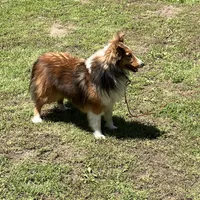 Finley AKC, a male Shetland Sheepdog for sale in Elkland, MO – Photo 9 of 10