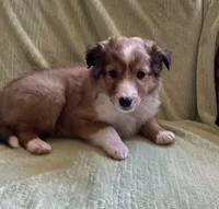 Finley AKC, a male Shetland Sheepdog for sale in Elkland, MO – Photo 2 of 10