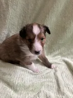 Finley AKC, a male Shetland Sheepdog for sale in Elkland, MO – Photo 1 of 3