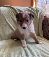 Finley AKC, a male Shetland Sheepdog for sale in Elkland, MO – Photo 7 of 10