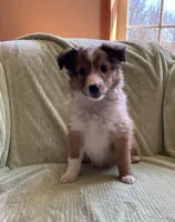 Finley AKC, a male Shetland Sheepdog for sale in Elkland, MO – Photo 4 of 10