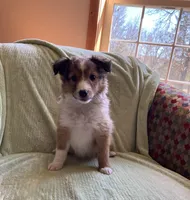 Finley AKC, a male Shetland Sheepdog for sale in Elkland, MO – Photo 6 of 10