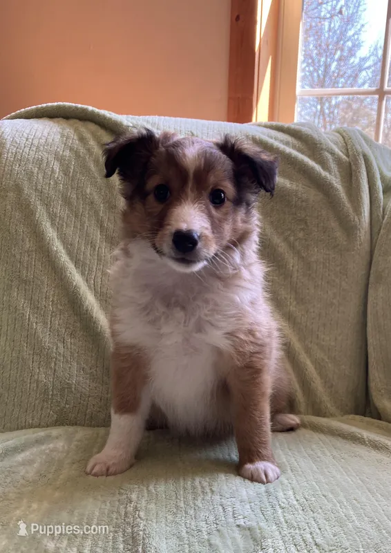 Finley AKC – Shetland Sheepdog puppy for sale in Elkland, MO