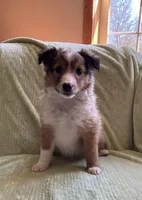 Finley AKC, a male Shetland Sheepdog for sale in Elkland, MO – Photo 1 of 10