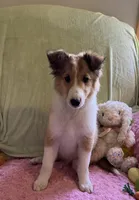 Bella, a female Shetland Sheepdog for sale in Elkland, MO – Photo 8 of 10