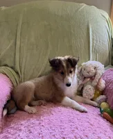 Bella, a female Shetland Sheepdog for sale in Elkland, MO – Photo 7 of 10