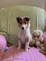 Bella, a female Shetland Sheepdog for sale in Elkland, MO – Photo 6 of 10