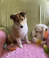 Bella, a female Shetland Sheepdog for sale in Elkland, MO – Photo 2 of 10