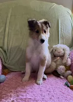 Bella, a female Shetland Sheepdog for sale in Elkland, MO – Photo 3 of 10