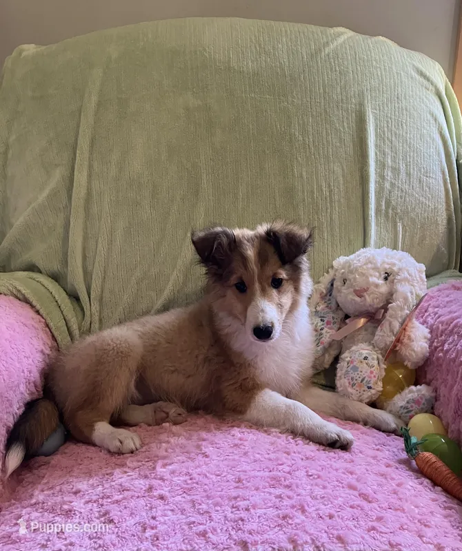 Bella – Shetland Sheepdog puppy for sale in Elkland, MO