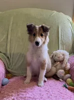 Bella, a female Shetland Sheepdog for sale in Elkland, MO – Photo 5 of 10