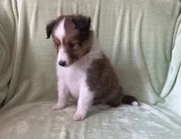 Finley AKC, a male Shetland Sheepdog for sale in Elkland, MO – 6 of 8