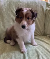 Braveheart AKC, a male Shetland Sheepdog for sale in Elkland, MO – Photo 2 of 10