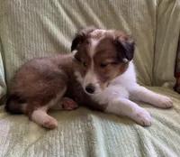 Braveheart AKC, a male Shetland Sheepdog for sale in Elkland, MO – Photo 7 of 10