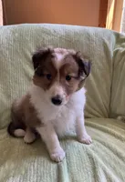 Braveheart AKC, a male Shetland Sheepdog for sale in Elkland, MO – Photo 4 of 10