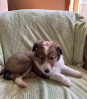 Braveheart AKC, a male Shetland Sheepdog for sale in Elkland, MO – Photo 5 of 10