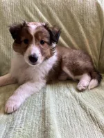Braveheart AKC, a male Shetland Sheepdog for sale in Elkland, MO – Photo 6 of 10