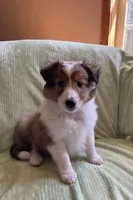 Braveheart AKC, a male Shetland Sheepdog for sale in Elkland, MO – Photo 3 of 10