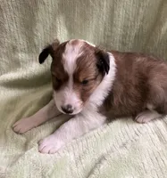 Atticus AKC, a male Shetland Sheepdog for sale in Elkland, MO – Photo 1 of 3