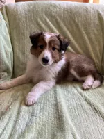 Braveheart AKC, a male Shetland Sheepdog for sale in Elkland, MO – Photo 1 of 10