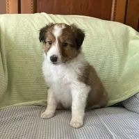 Braveheart AKC, a male Shetland Sheepdog for sale in Elkland, MO – Photo 8 of 10