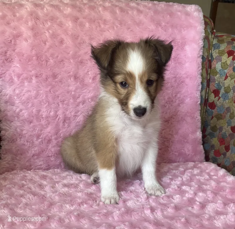 Bubbles AKC – Shetland Sheepdog puppy for sale in Elkland, MO