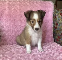 Bubbles AKC, a female Shetland Sheepdog for sale in Elkland, MO – 1 of 8