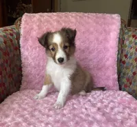 Bubbles AKC, a female Shetland Sheepdog for sale in Elkland, MO – 7 of 8