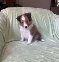 Finley, a male Shetland Sheepdog for sale in Elkland, MO – 4 of 10