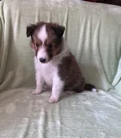 Finley AKC, a male Shetland Sheepdog for sale in Elkland, MO – 7 of 8