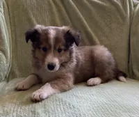 Henry AKC, a male Shetland Sheepdog for sale in Elkland, MO – Photo 9 of 9