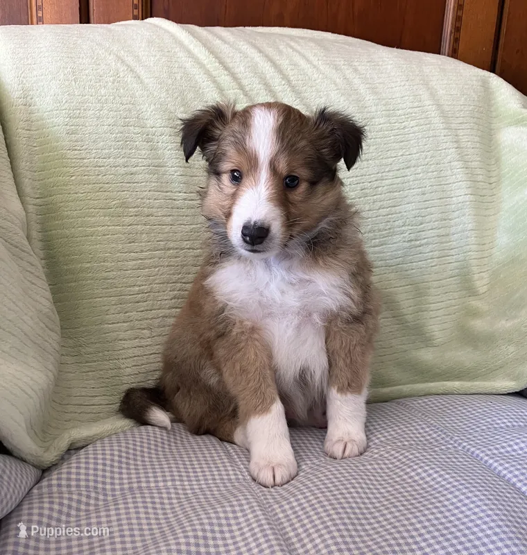 ButtonsAKC, a male Shetland Sheepdog for sale in Elkland, MO – Photo 1 of 7