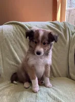 Henry AKC, a male Shetland Sheepdog for sale in Elkland, MO – Photo 5 of 9