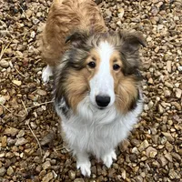 Henry AKC, a male Shetland Sheepdog for sale in Elkland, MO – Photo 7 of 9