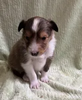 Joey AKC, a male Shetland Sheepdog for sale in Elkland, MO – Photo 1 of 3