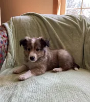 Henry AKC, a male Shetland Sheepdog for sale in Elkland, MO – Photo 6 of 9