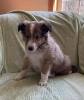 Henry AKC, a male Shetland Sheepdog for sale in Elkland, MO – Photo 4 of 9