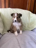 ButtonsAKC, a male Shetland Sheepdog for sale in Elkland, MO – Photo 2 of 7