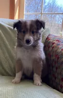 Henry AKC, a male Shetland Sheepdog for sale in Elkland, MO – Photo 2 of 9