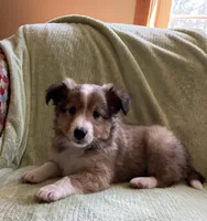 Henry AKC, a male Shetland Sheepdog for sale in Elkland, MO – Photo 1 of 9