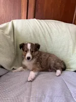 ButtonsAKC, a male Shetland Sheepdog for sale in Elkland, MO – Photo 4 of 7