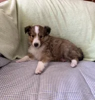 ButtonsAKC, a male Shetland Sheepdog for sale in Elkland, MO – Photo 3 of 7