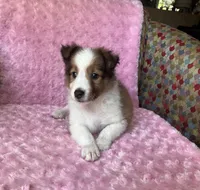 Poppy AKC, a female Shetland Sheepdog for sale in Elkland, MO – 3 of 10