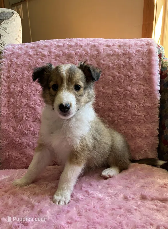 Bella AKC – Shetland Sheepdog puppy for sale in Elkland, MO