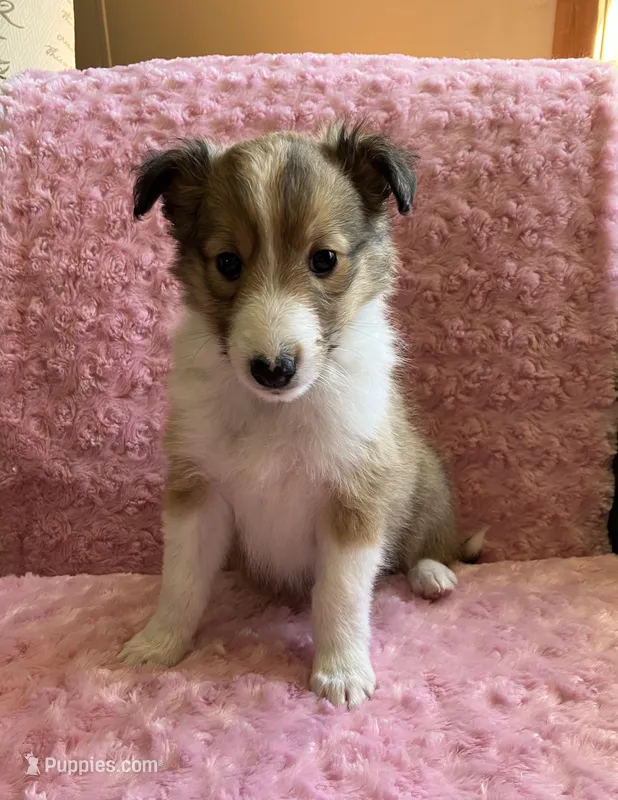 Bella AKC – Shetland Sheepdog puppy for sale in Elkland, MO