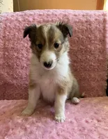 Bella AKC, a female Shetland Sheepdog for sale in Elkland, MO – Photo 6 of 10