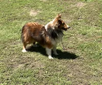Peaches AKC, a female Shetland Sheepdog for sale in Elkland, MO – Photo 3 of 3