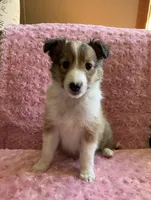 Bella AKC, a female Shetland Sheepdog for sale in Elkland, MO – Photo 4 of 10